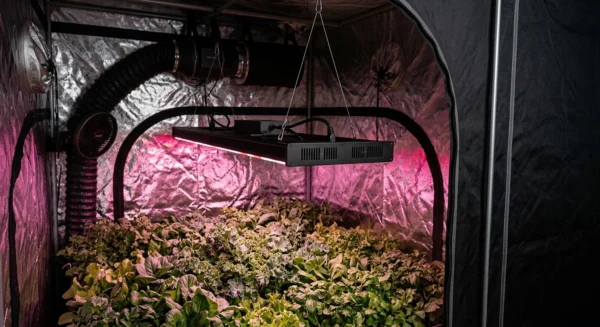 most efficient led grow lights